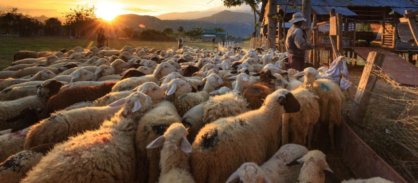 «Έρχονται» ενισχύσεις σε κτηνοτροφία και κτηνοτροφικά φυτά την επόμενη εβδομάδα